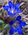 sm 966 Blue Gentian